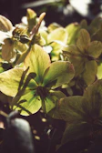 Close-up of gentle rays of sunlight illuminating a simple floral arrangement symbolizing peace.