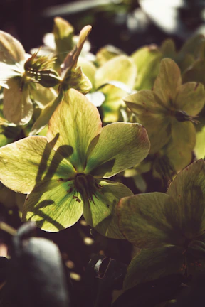 Close-up of gentle rays of sunlight illuminating a simple floral arrangement symbolizing peace.