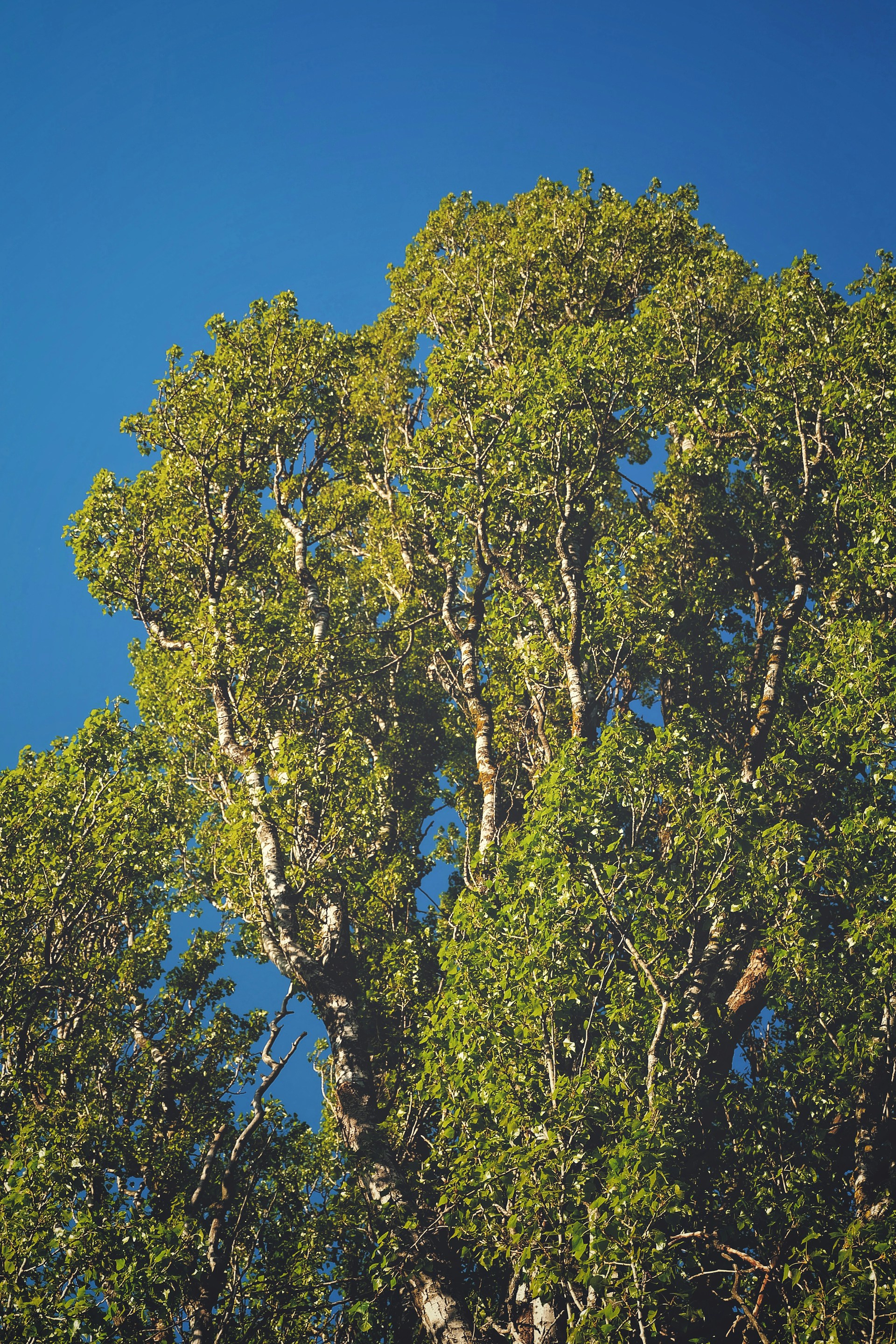 gray computer monitor