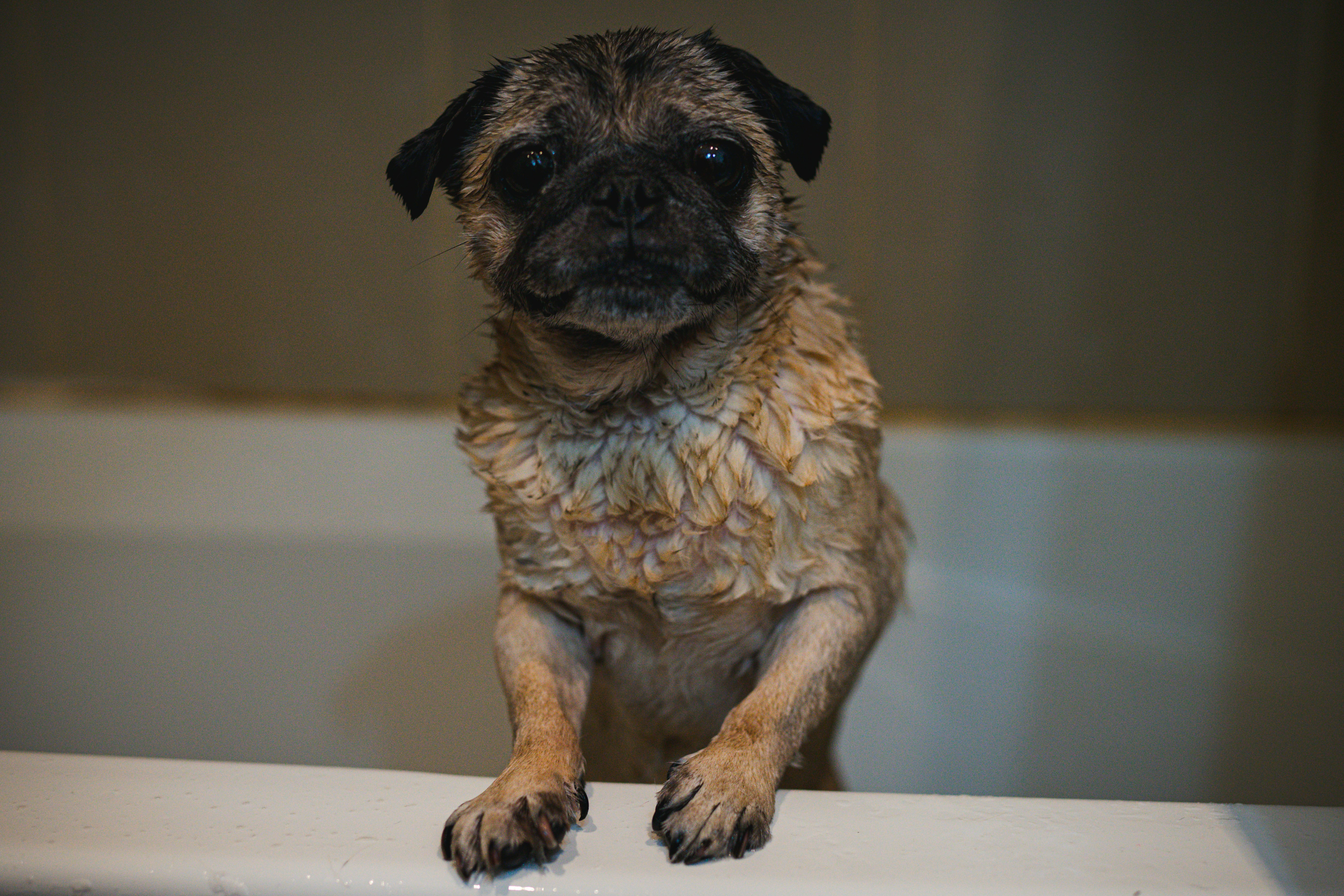 The Benefits of a Hygiene Bath for Your Dog at Pet NGON