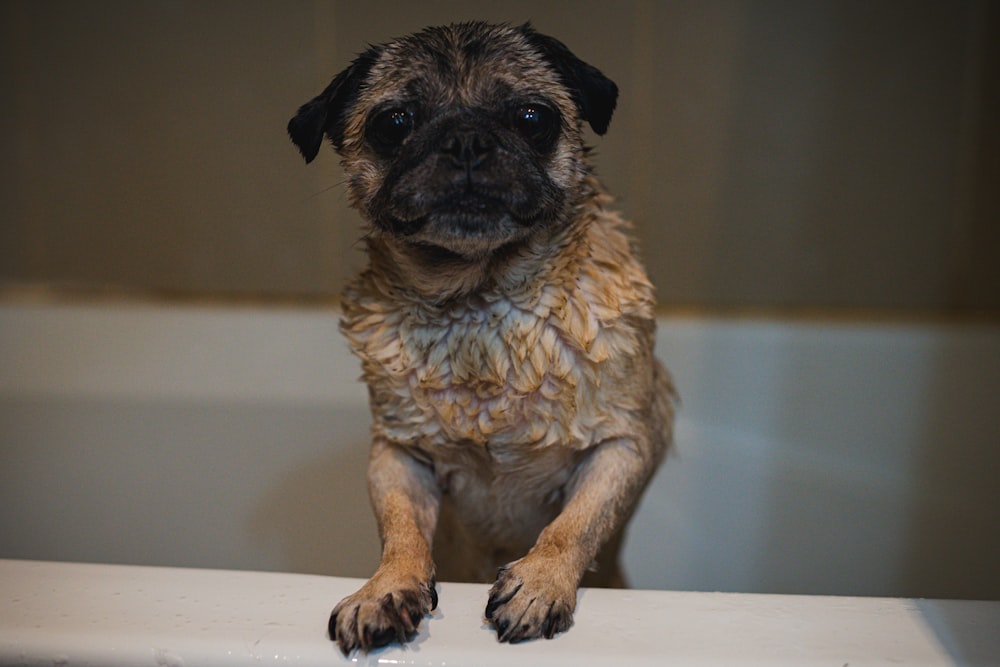 brown and black short coated small dog on bathtub