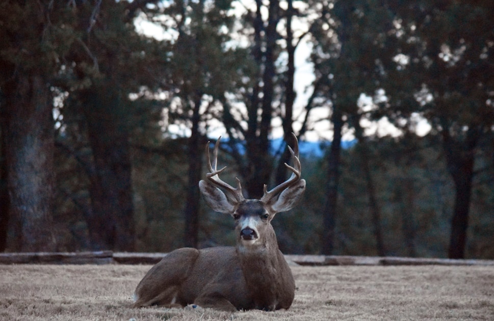 Mule deer in eastern Washington sagebrush terrain