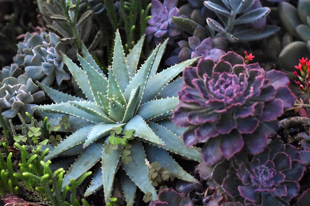 a variety of succulents and plants in a garden