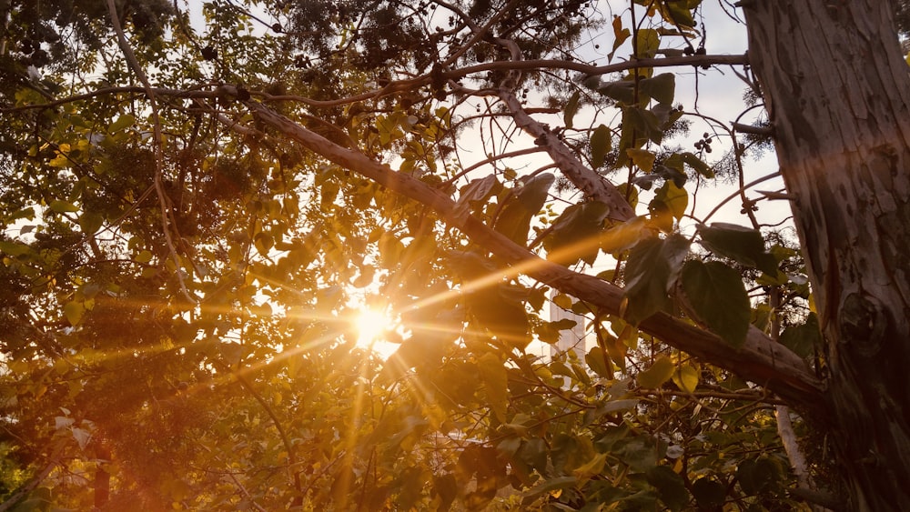 sun rays coming through green trees