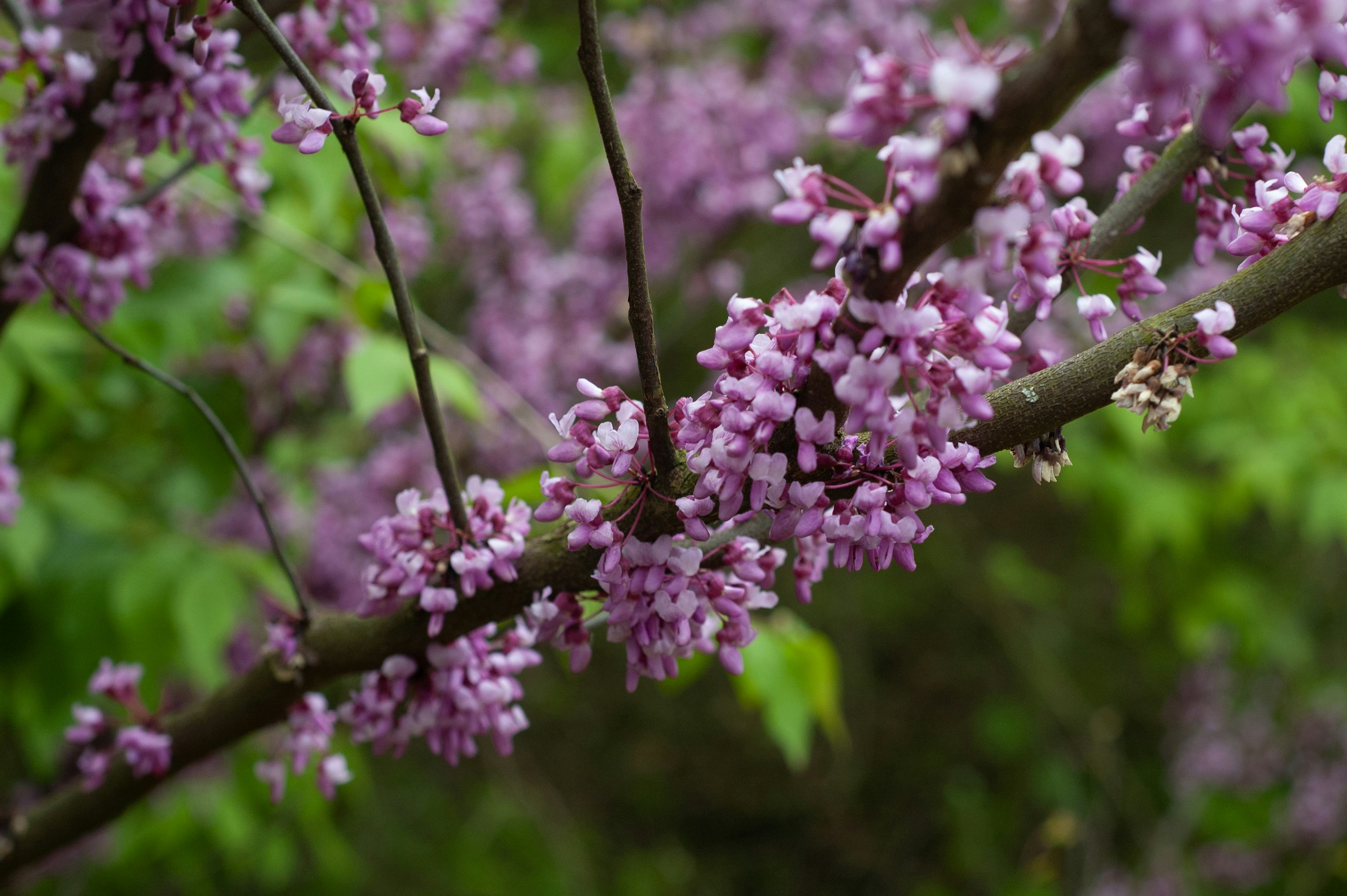 Photo by johnmathews