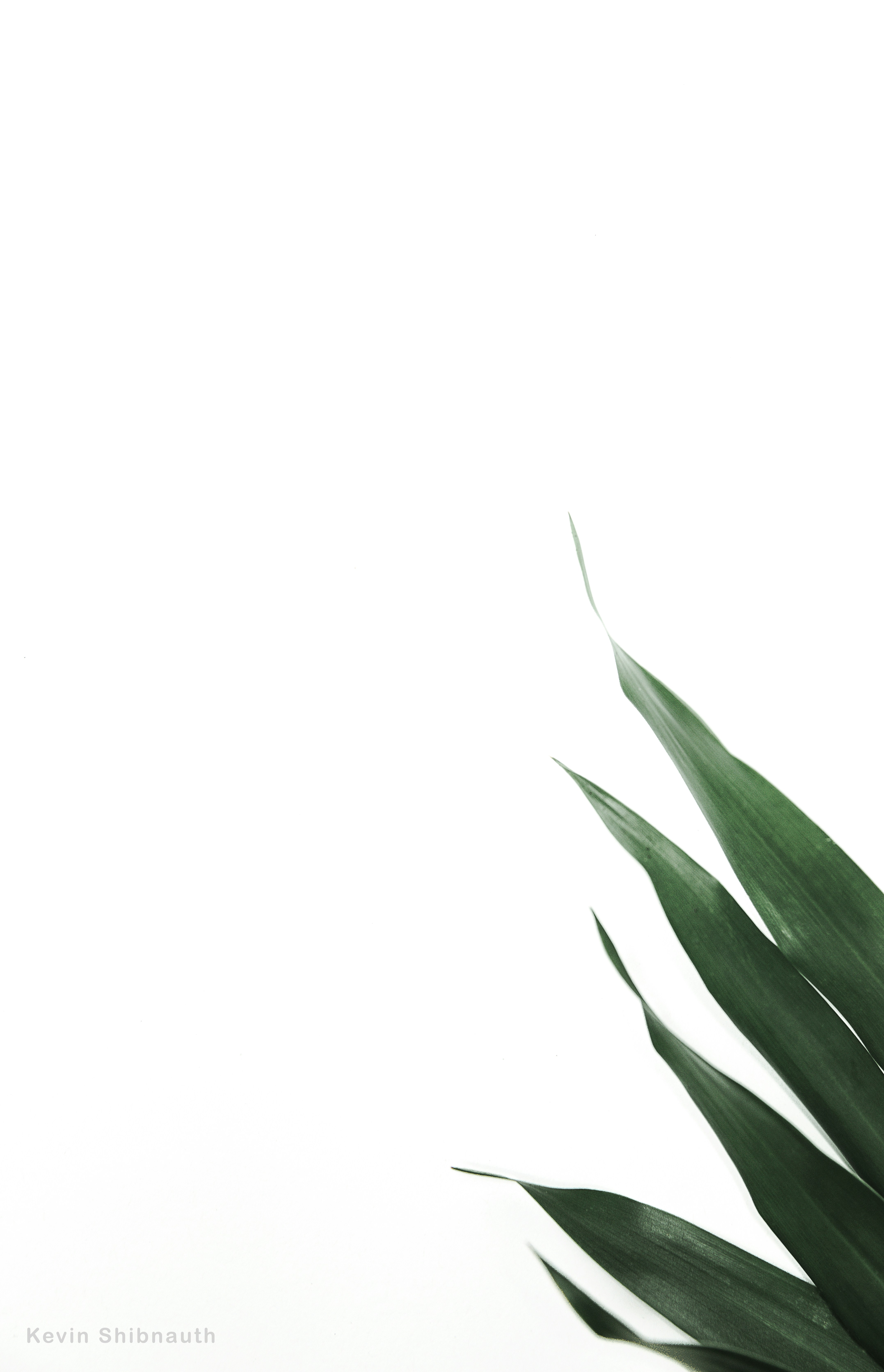 Photo by kevin_shibnauth22