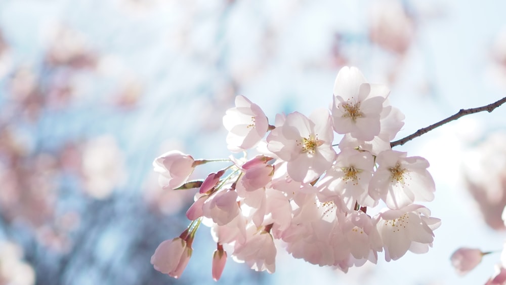 white cherry blossom in close up photography