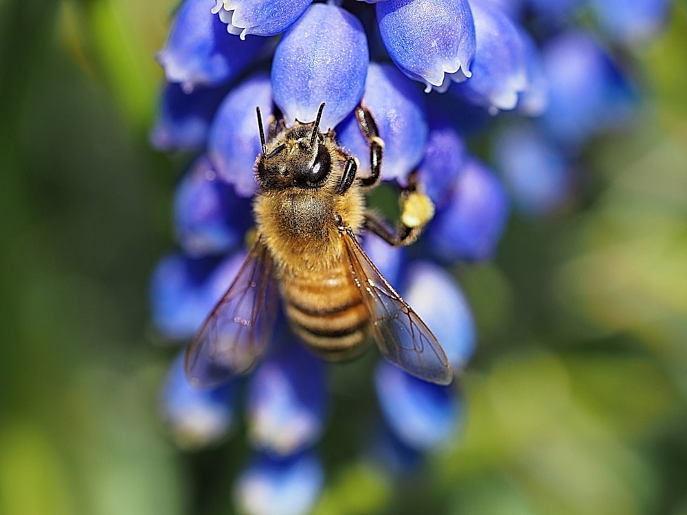 honeybee perched on purple flower in close up photography during daytime