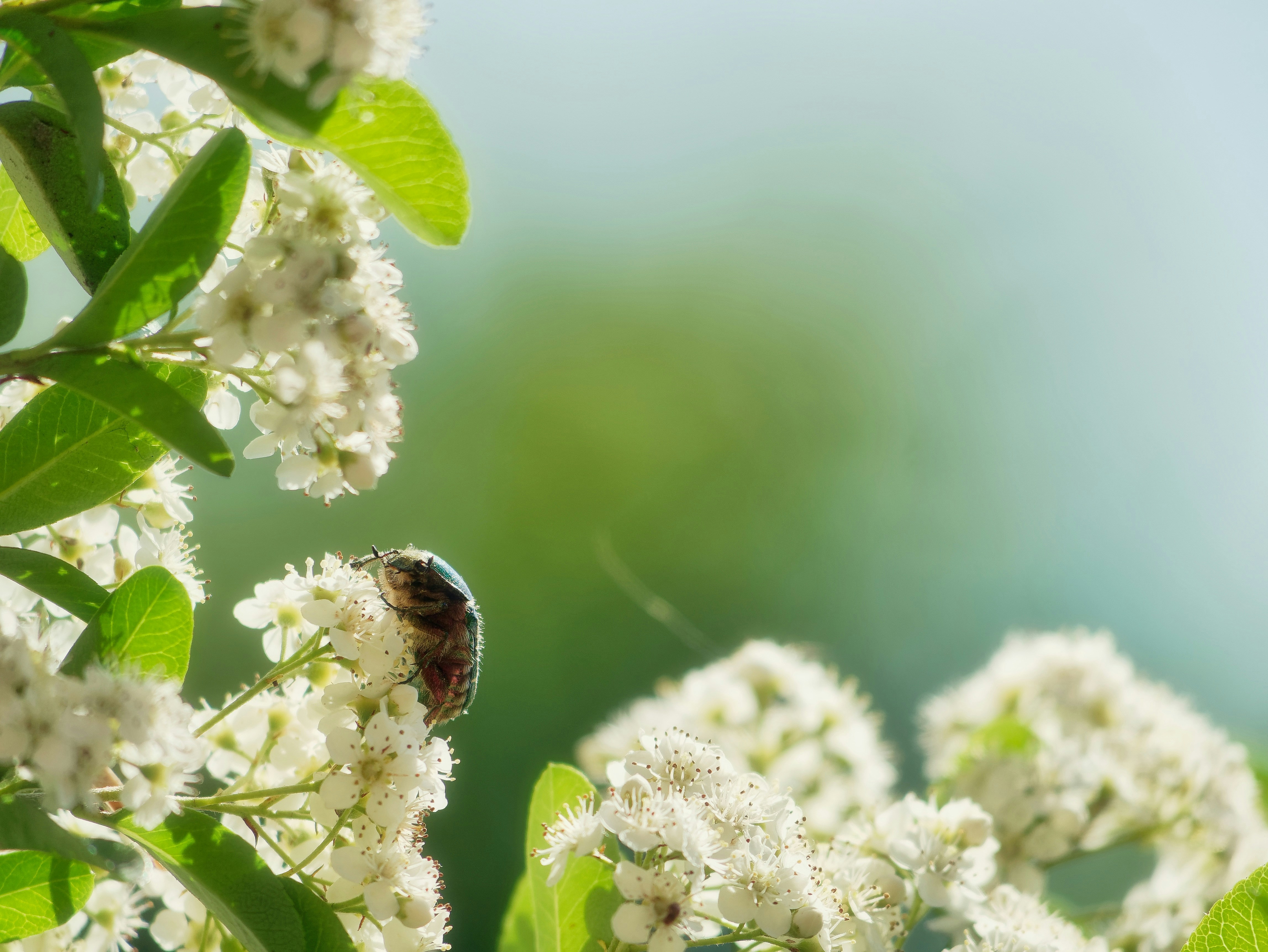 Photo by lapattesensible