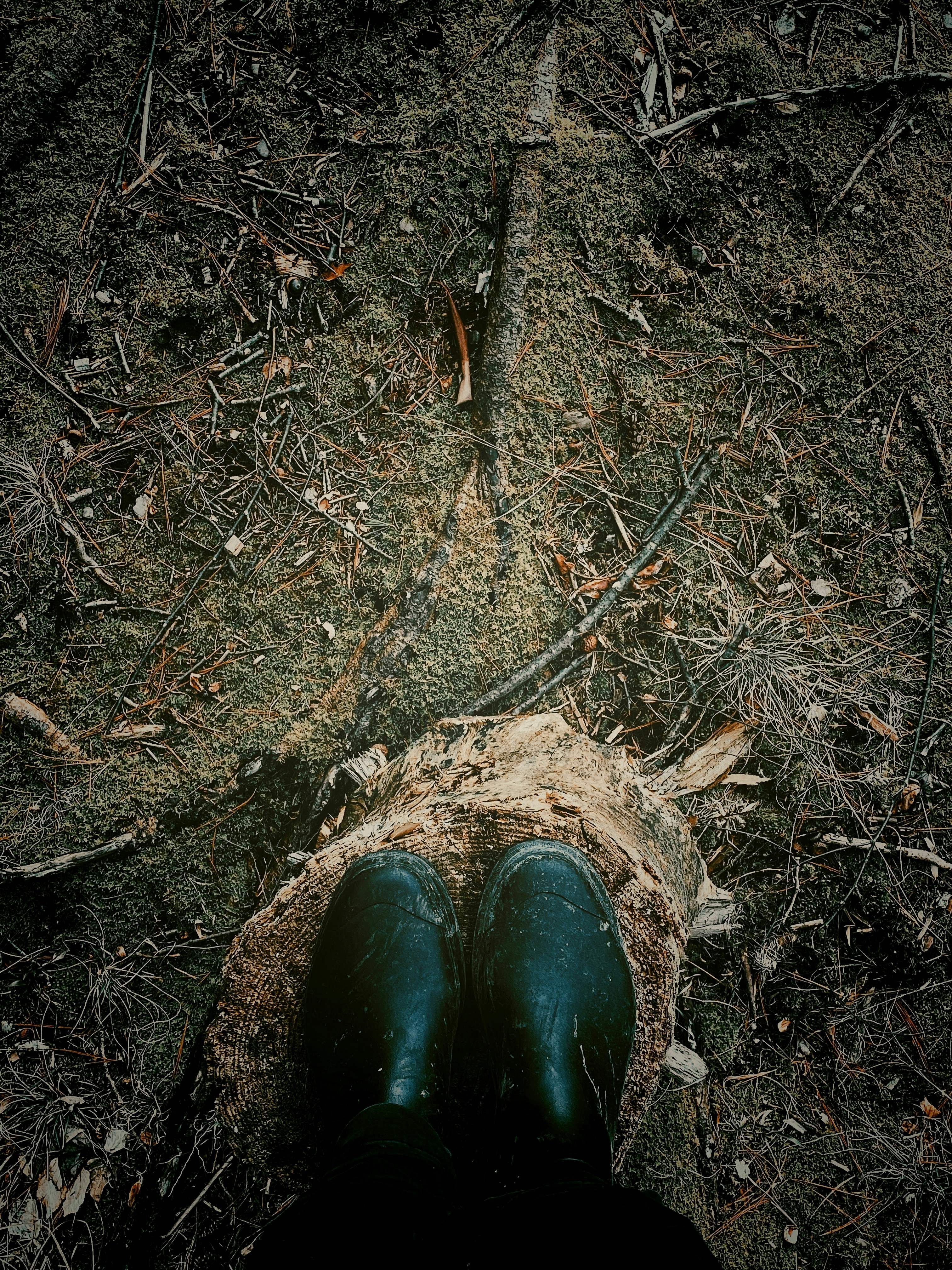The Underground Forest and Climate Change (image credits: unsplash)