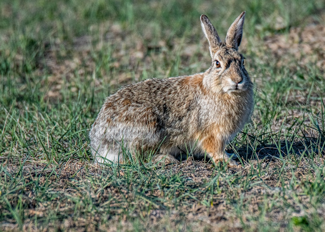 brown rabbit on brown grass field during daytime