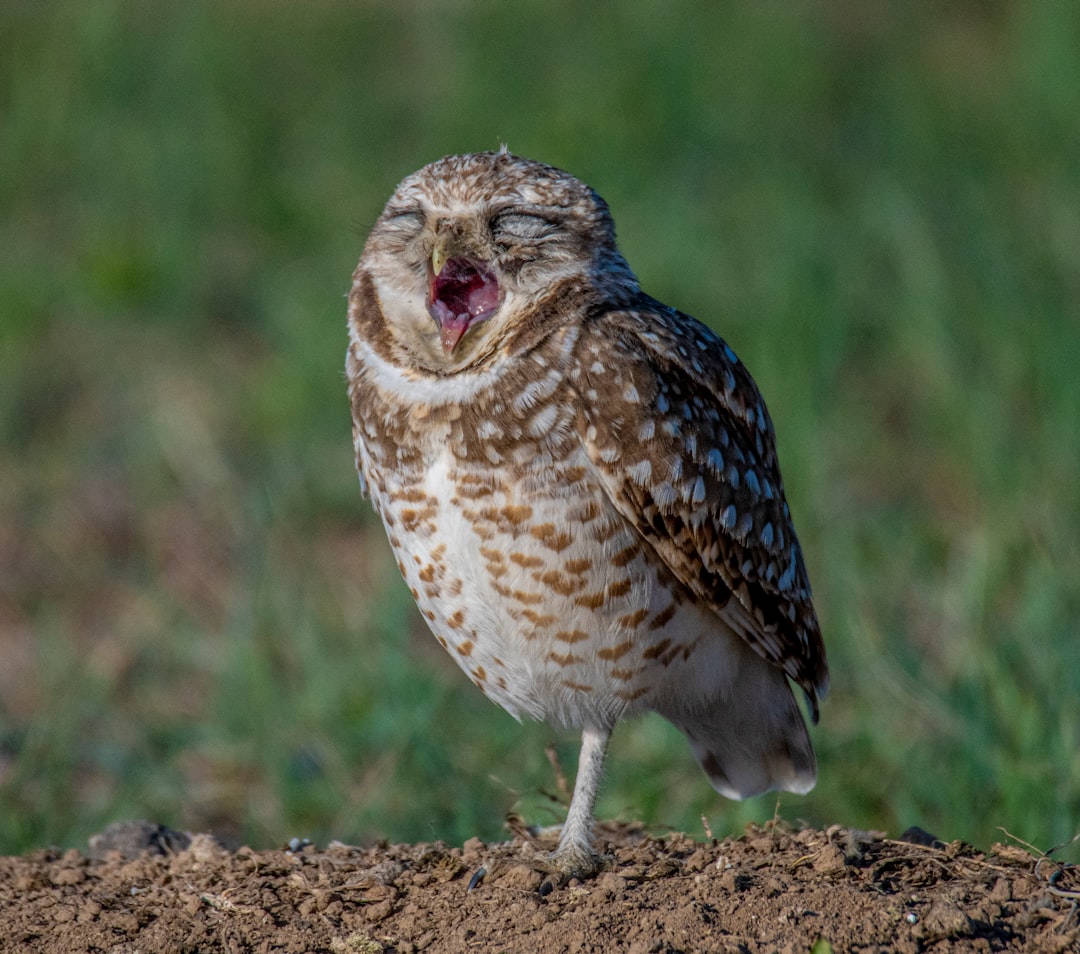 brown and white owl on brown soil during daytime