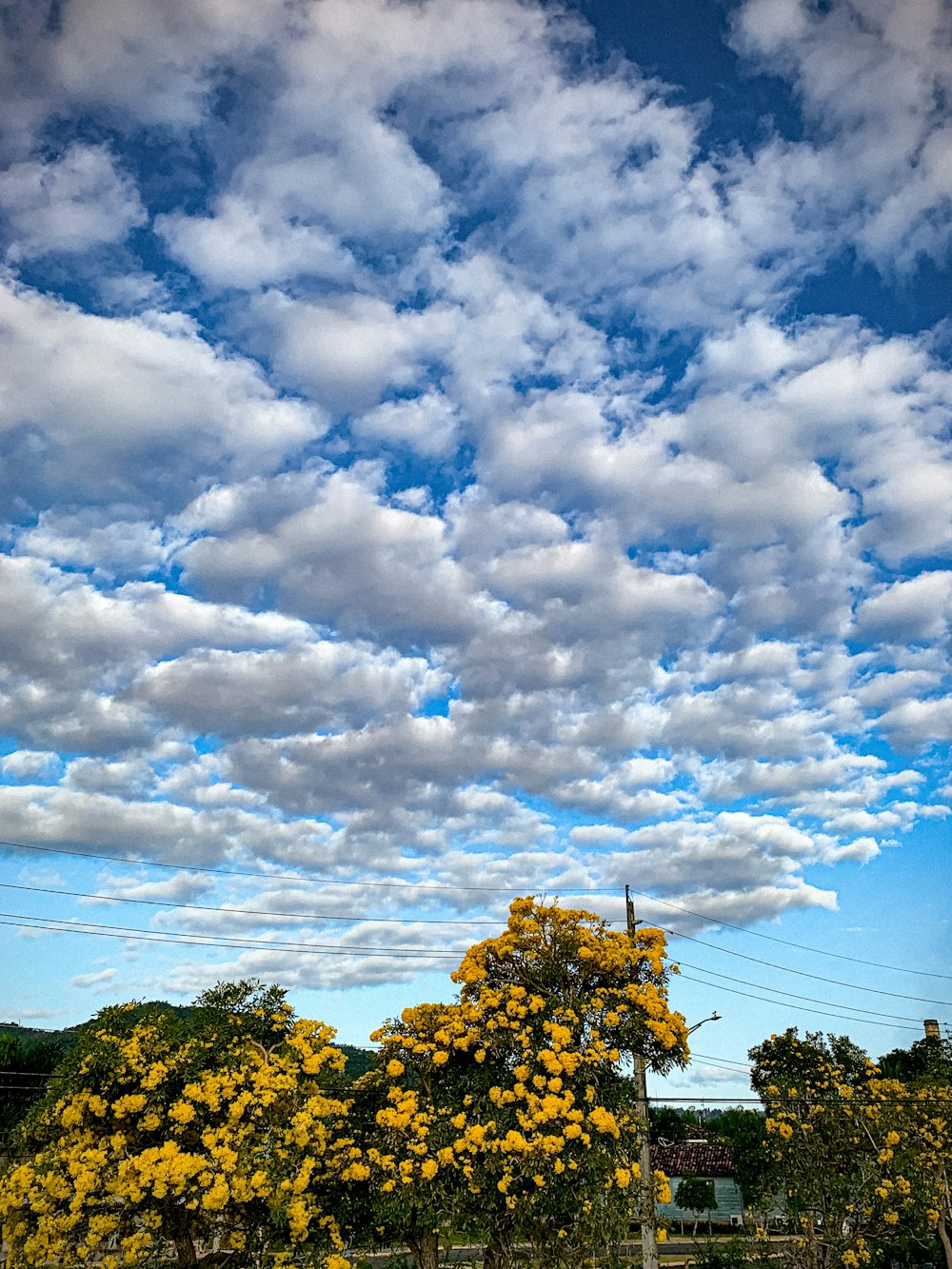 Grüne Bäume unter weißen Wolken und blauem Himmel tagsüber