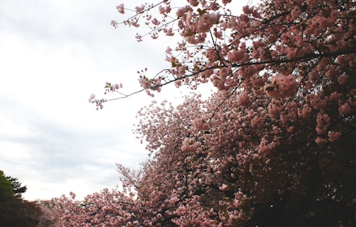 Behind-the-scenes shot of actors rehearsing under cherry trees.
