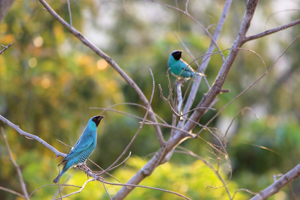낮에는 갈색 나뭇가지에 파란색과 녹색 새