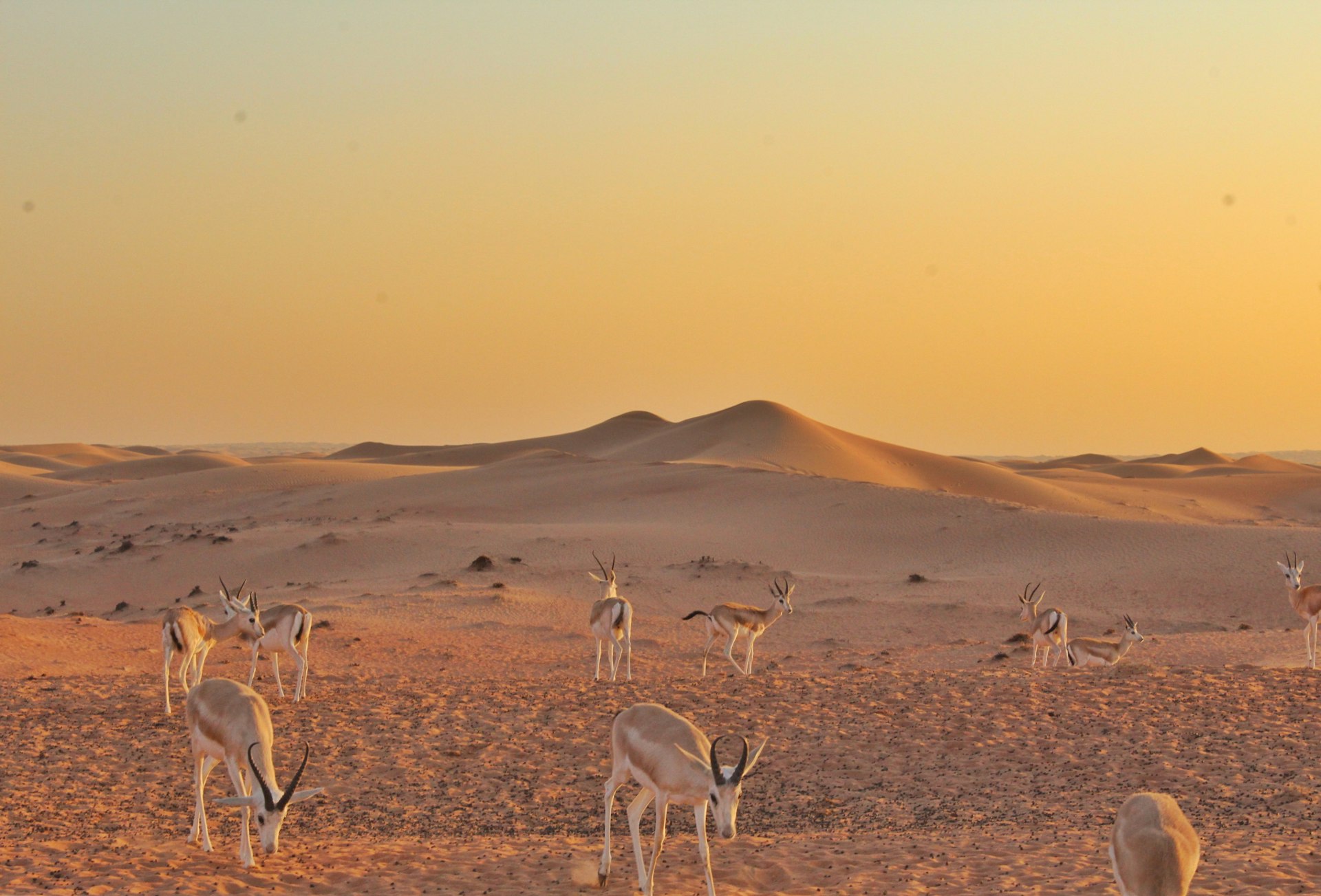 group of white birds on brown field during daytime