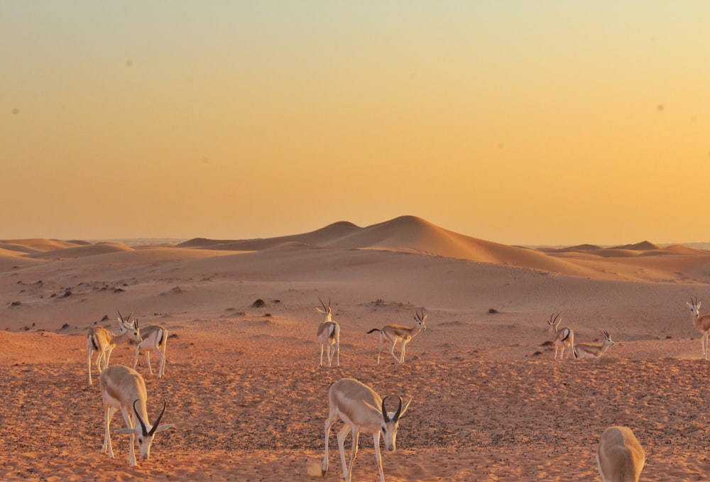 group of white birds on brown field during daytime