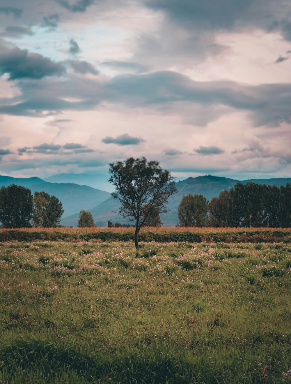 green grass field with trees under cloudy sky during daytime