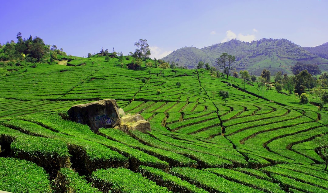 Hill station photo spot Nganjuk Bojonegoro