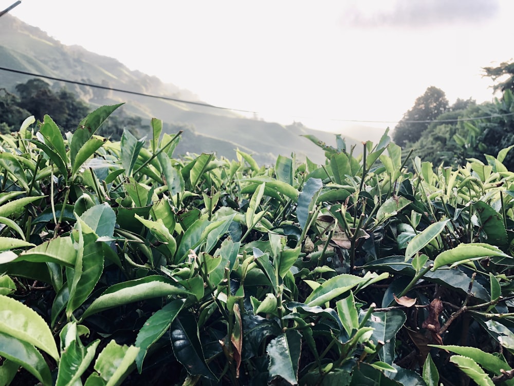 green corn field during daytime