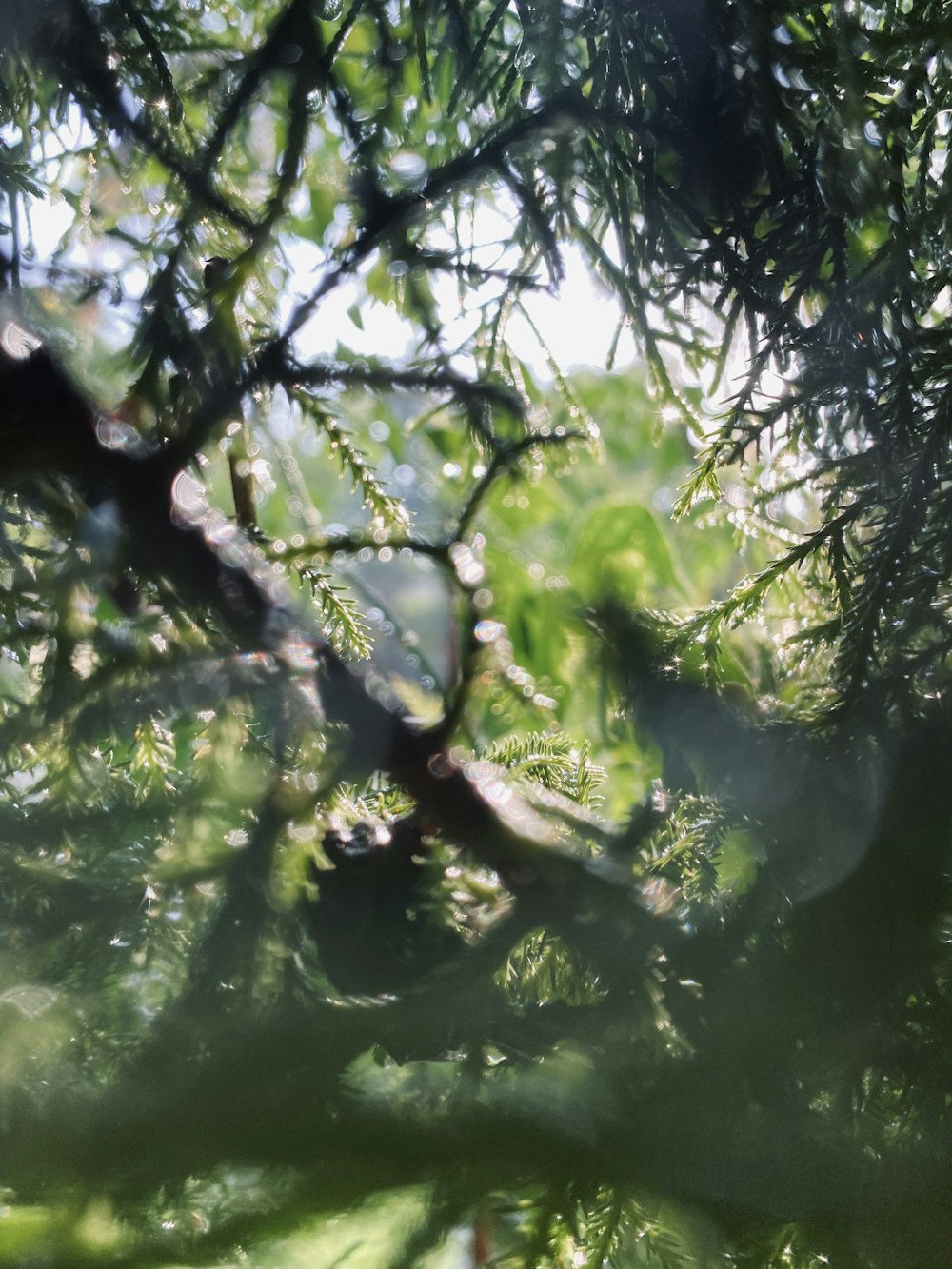 green tree branch with water droplets