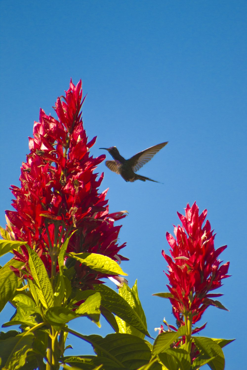 red and green flower under blue sky during daytime