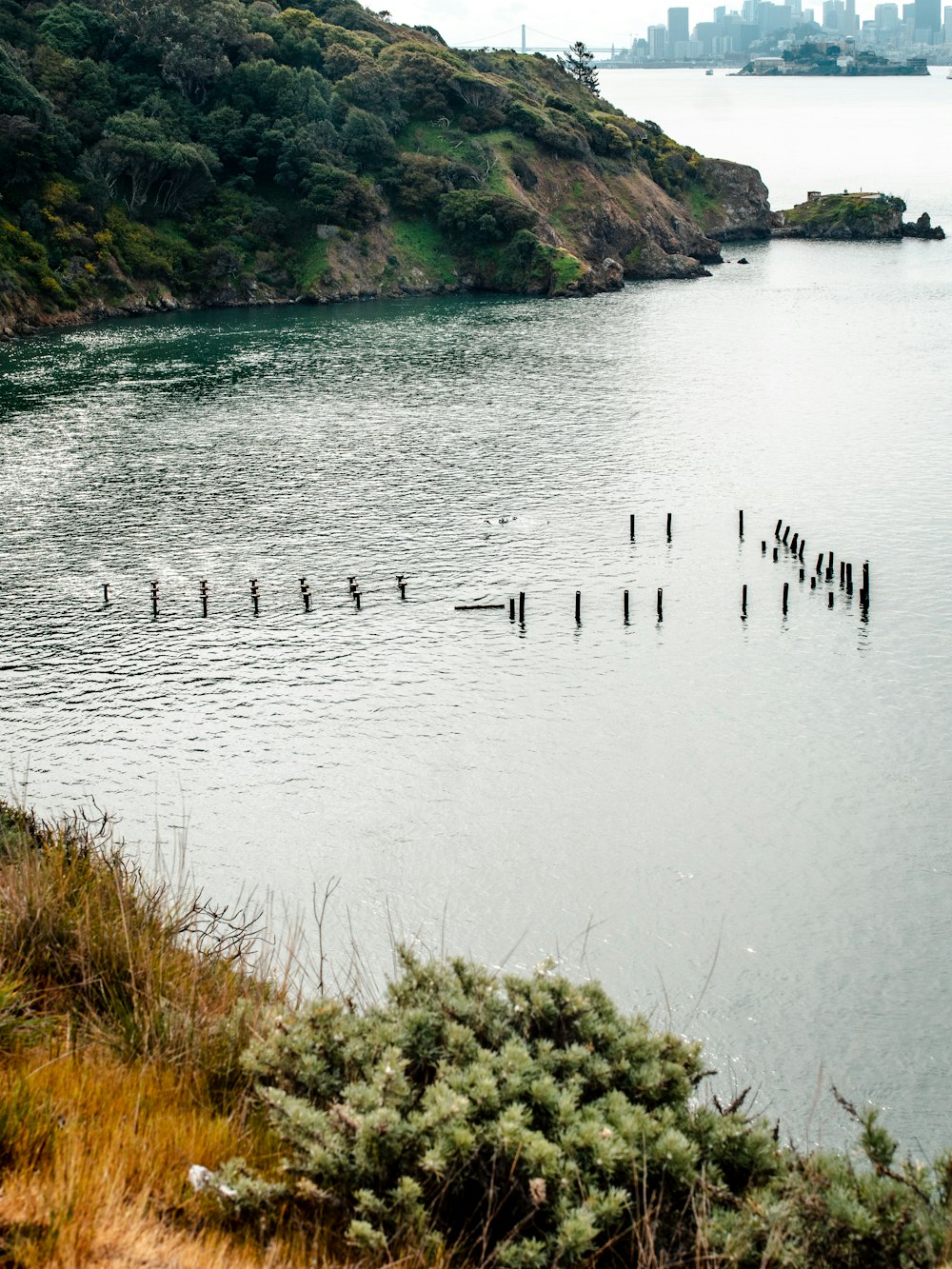 green grass on lake during daytime