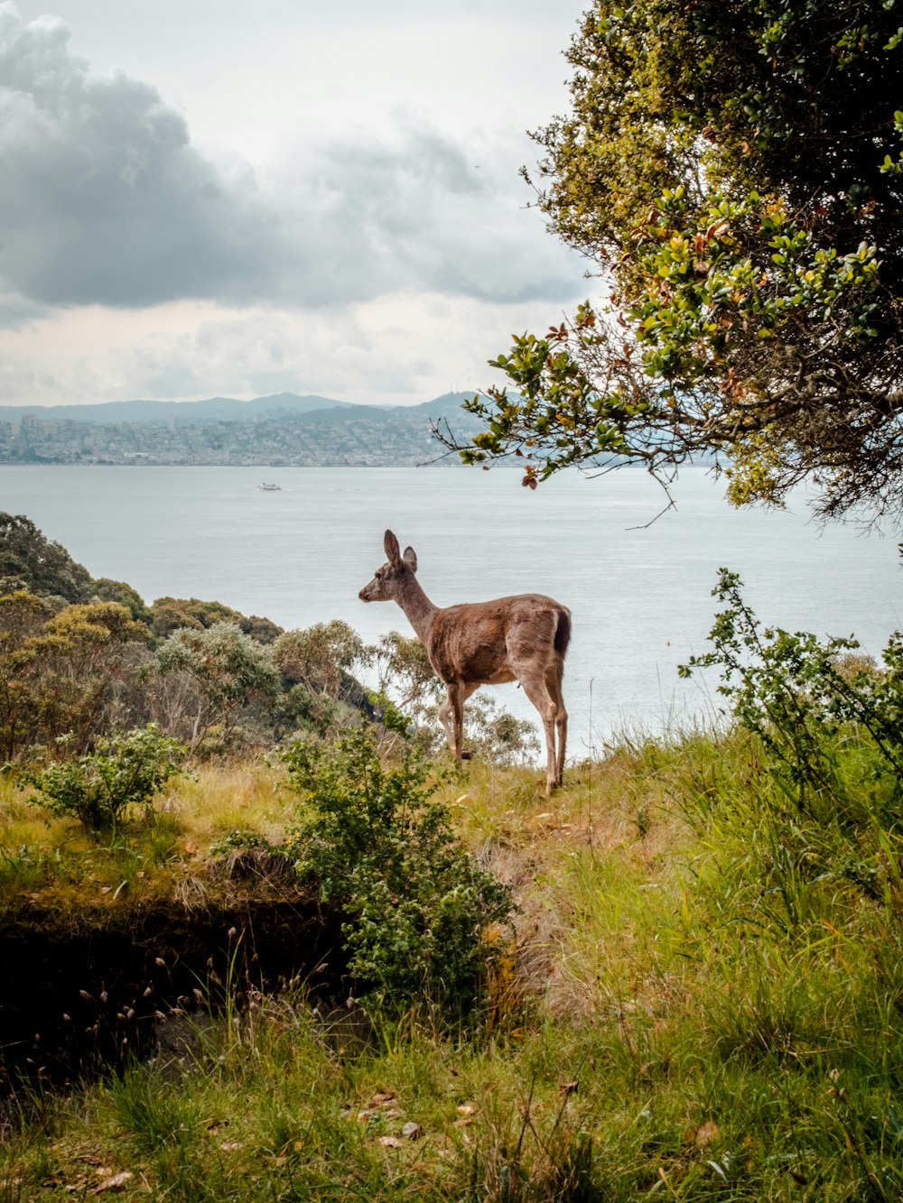 brown deer on green grass field near body of water during daytime