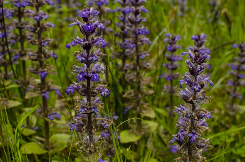 purple flower in tilt shift lens