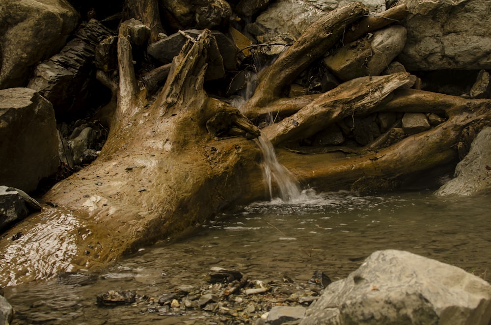 brown tree trunk on river