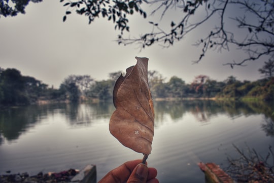 brown leaf on persons hand in Asansol India