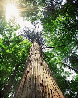 A serene oak tree growing from a small acorn in a sunlit forest clearing.