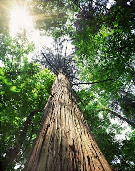 A serene oak tree growing from a small acorn in a sunlit forest clearing.