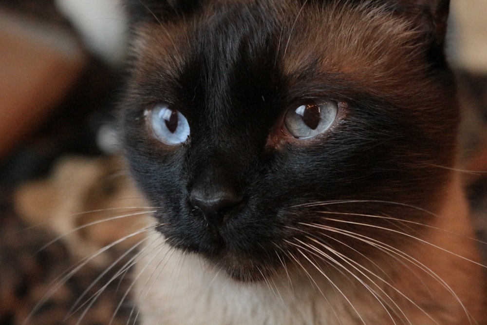 brown and black cat with blue eyes