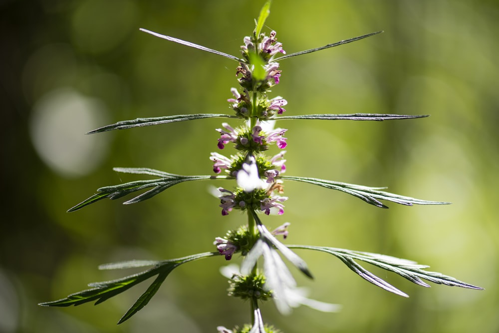 white and green flower in macro lens