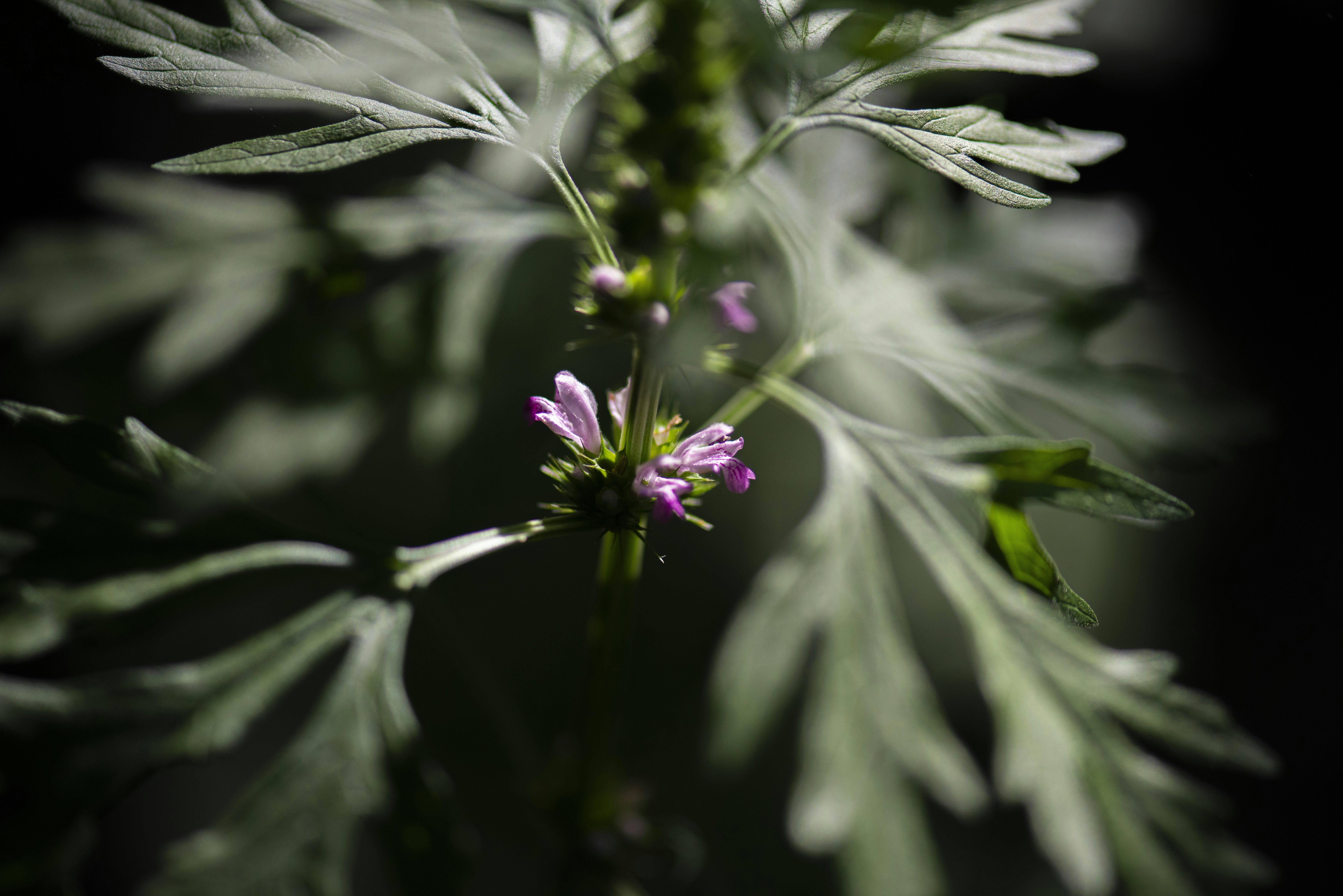 purple flower in tilt shift lens
