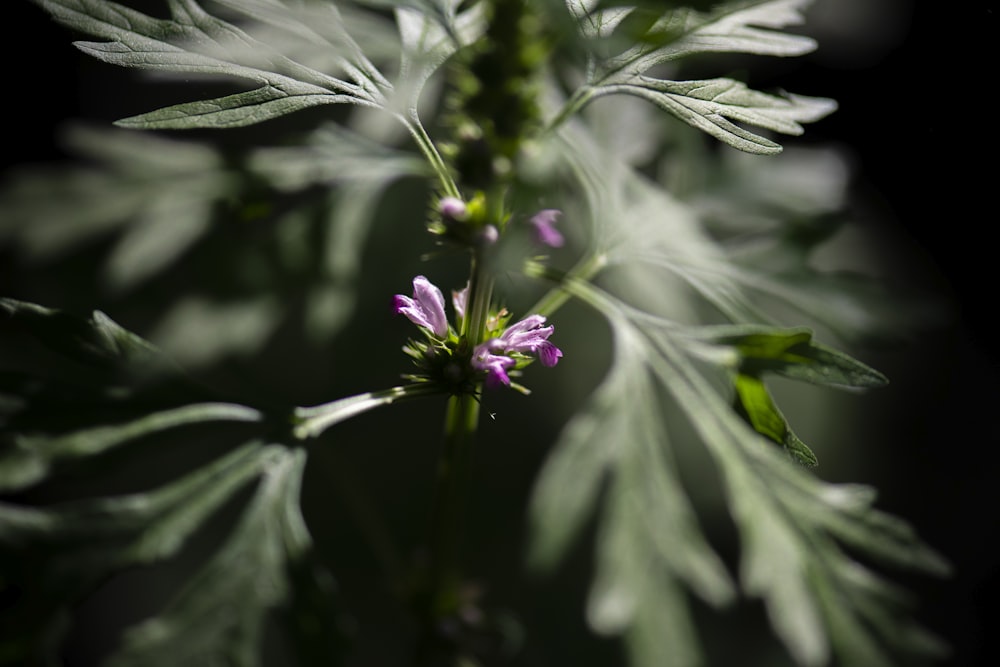 purple flower in tilt shift lens