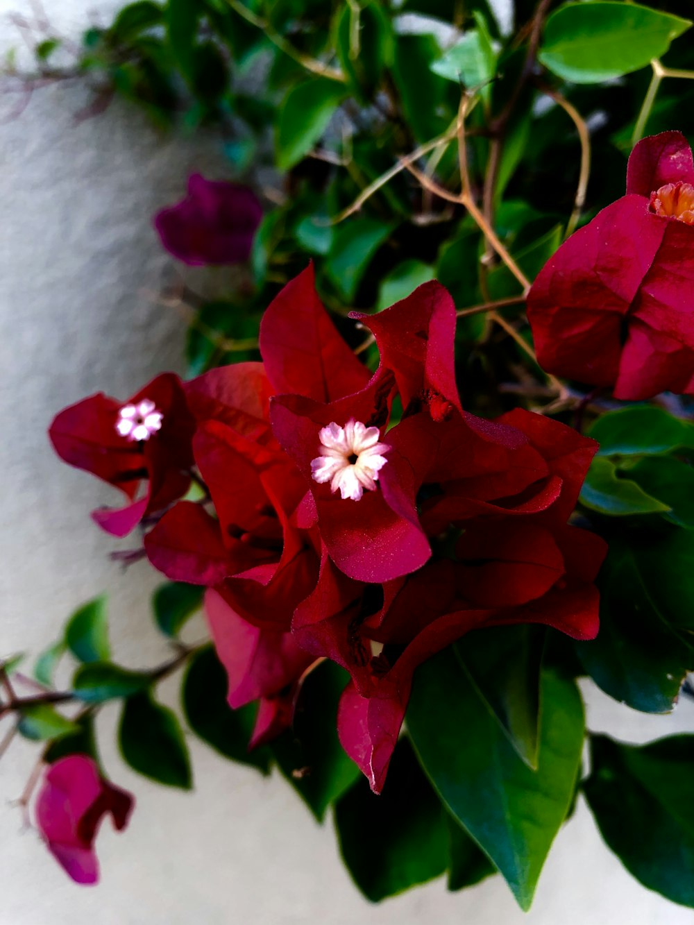 red flower with green leaves