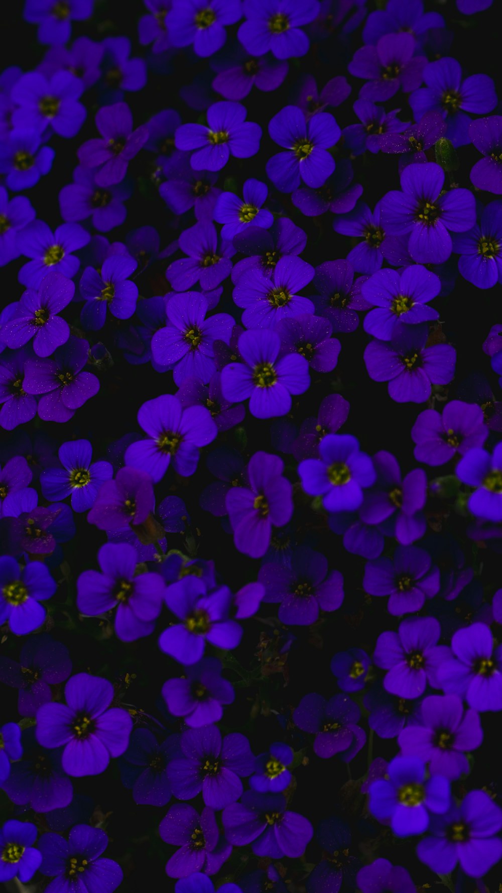 purple flowers with green leaves