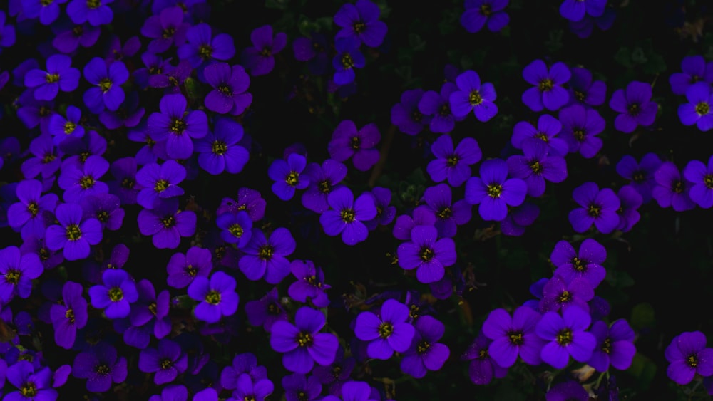 緑の葉を持つ紫色の花