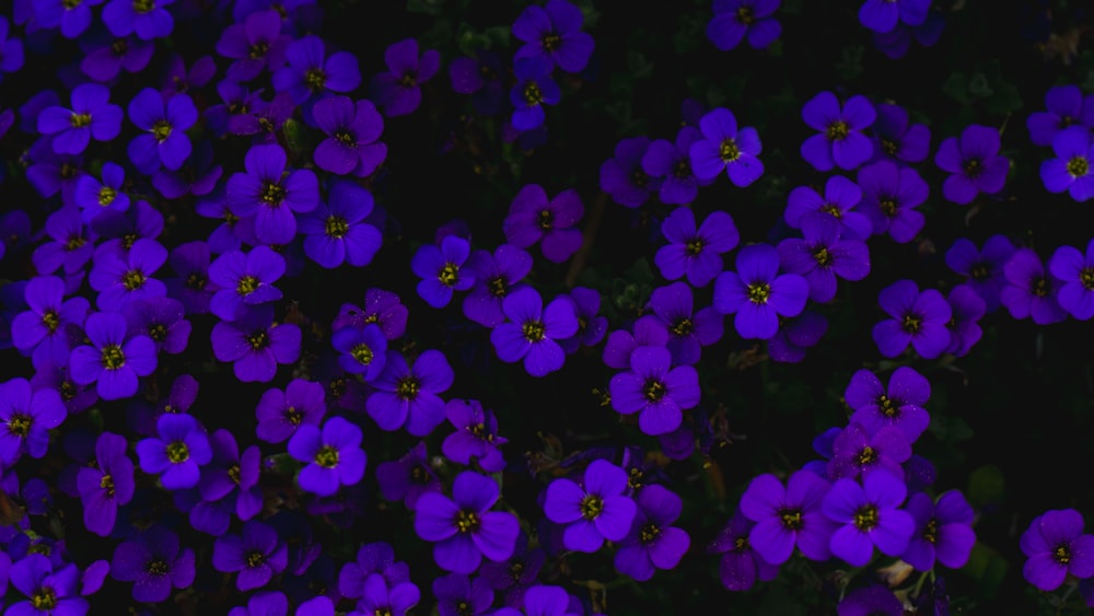 purple flowers with green leaves