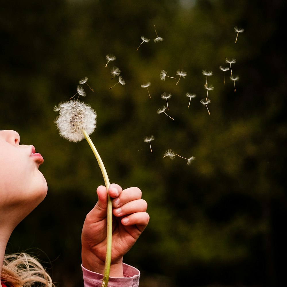 person holding white dandelion flower