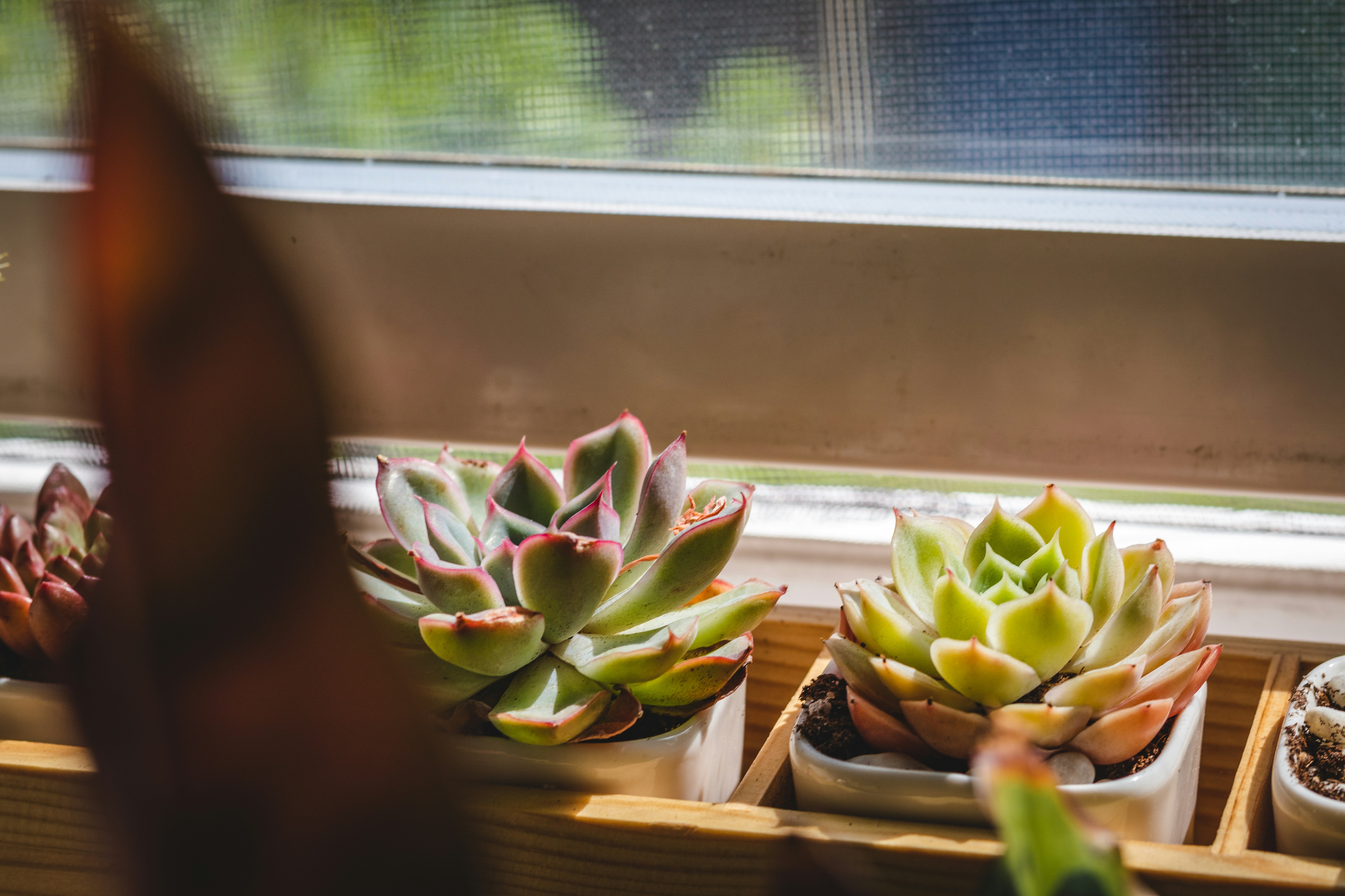 Compact cylindrical succulent arrangement on windowsill