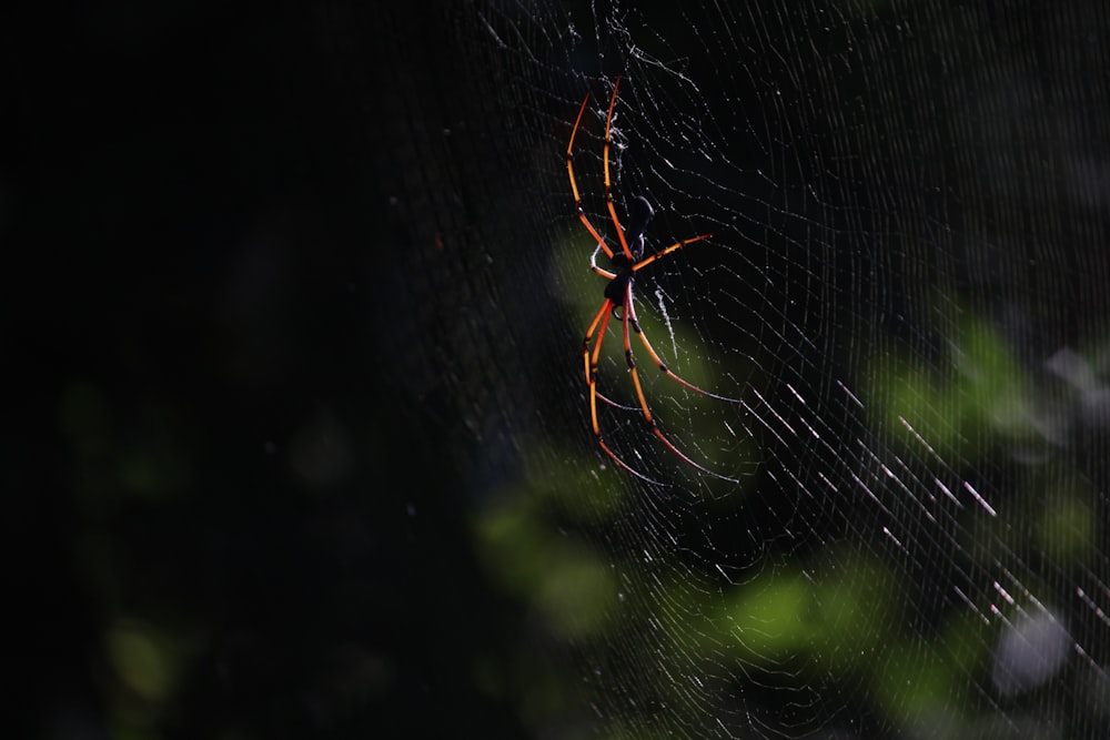 brown spider on web in close up photography