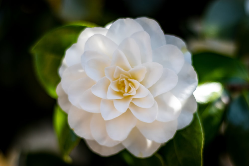 white flower in macro shot