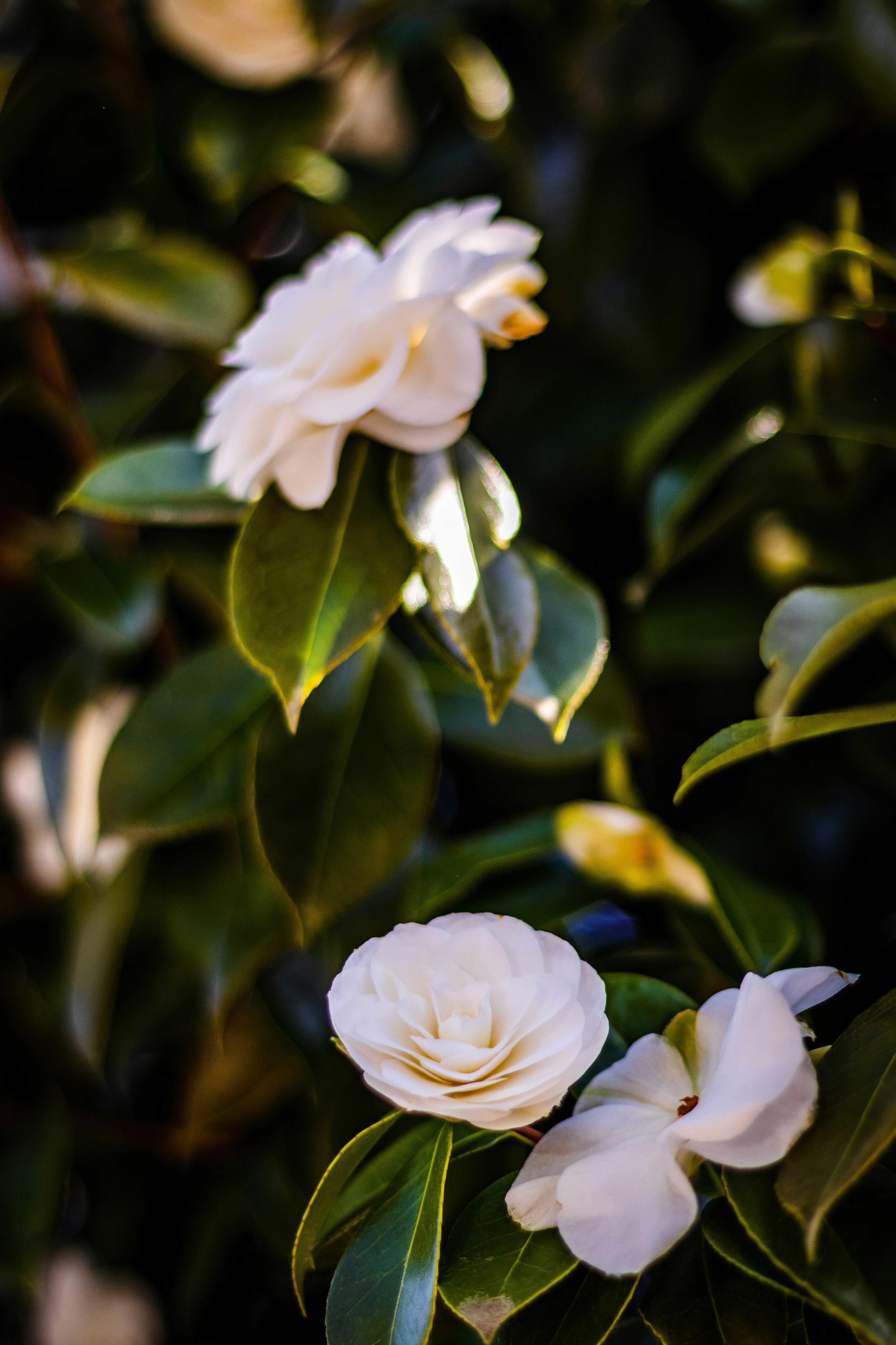 Photo by devin_photography