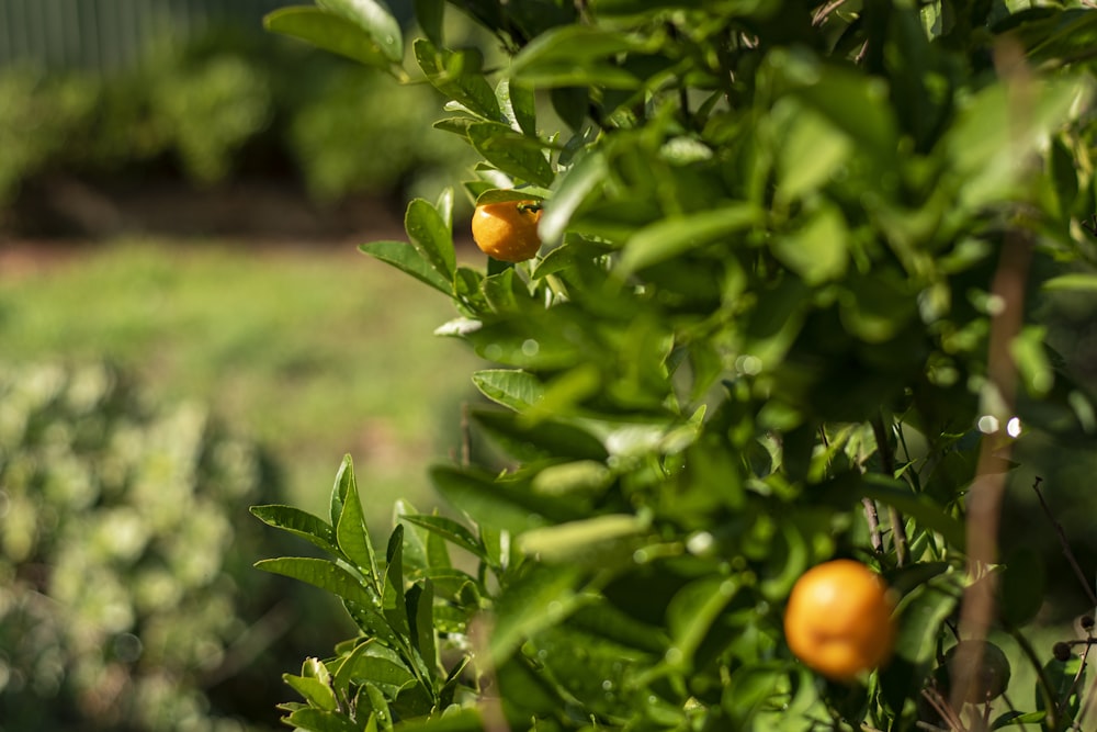 Orangenfrucht auf grüner Pflanze tagsüber