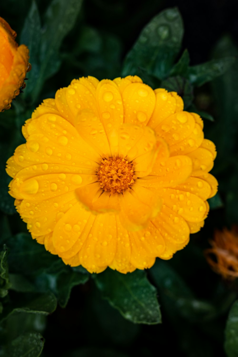 yellow flower with water droplets