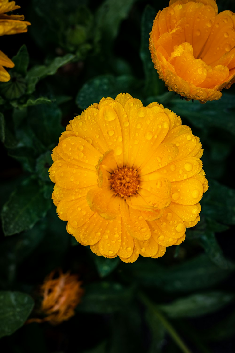 yellow flower with water droplets