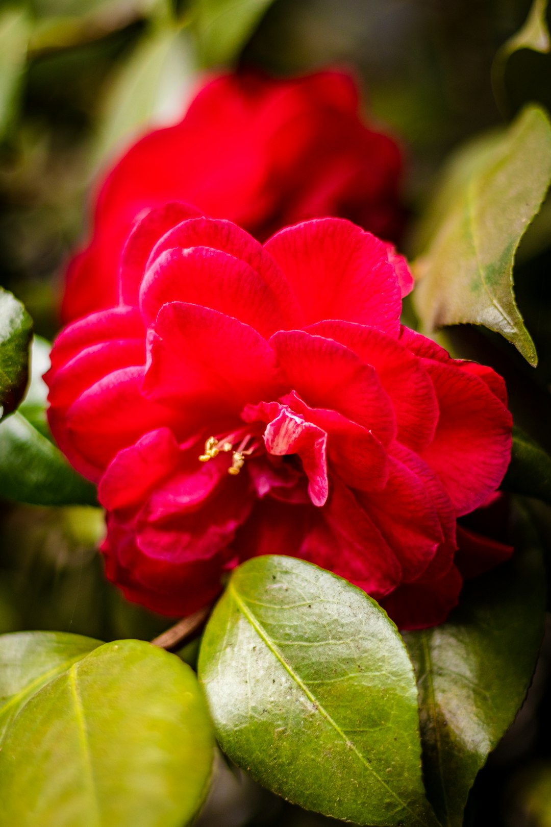 red flower in tilt shift lens